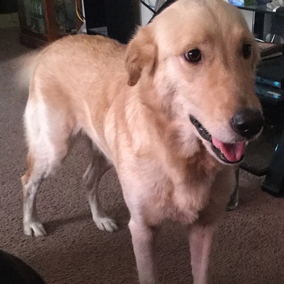 Meet your Posher, Tricia - Picture 4 of 4